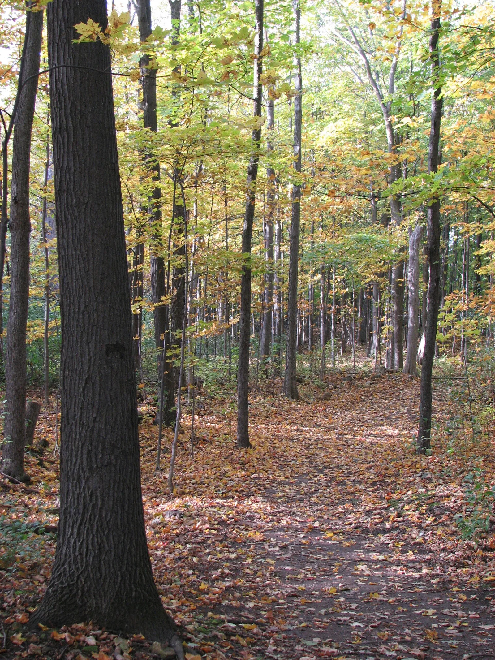A leaf-covered forest trail in autumn at Cap-Saint-Jacques nature park on Montreal's western tip