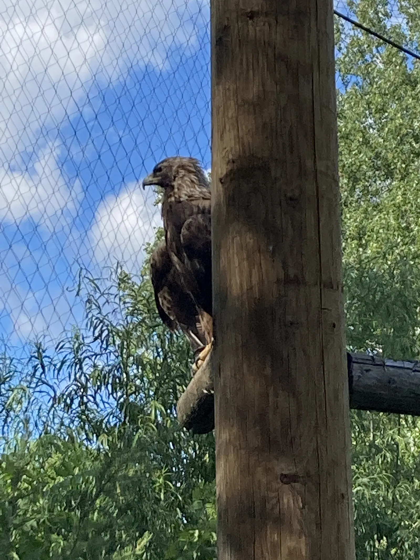 A golden eagle perched in its enclosure at the Ecomuseum Zoo in Sainte-Anne-de-Bellevue