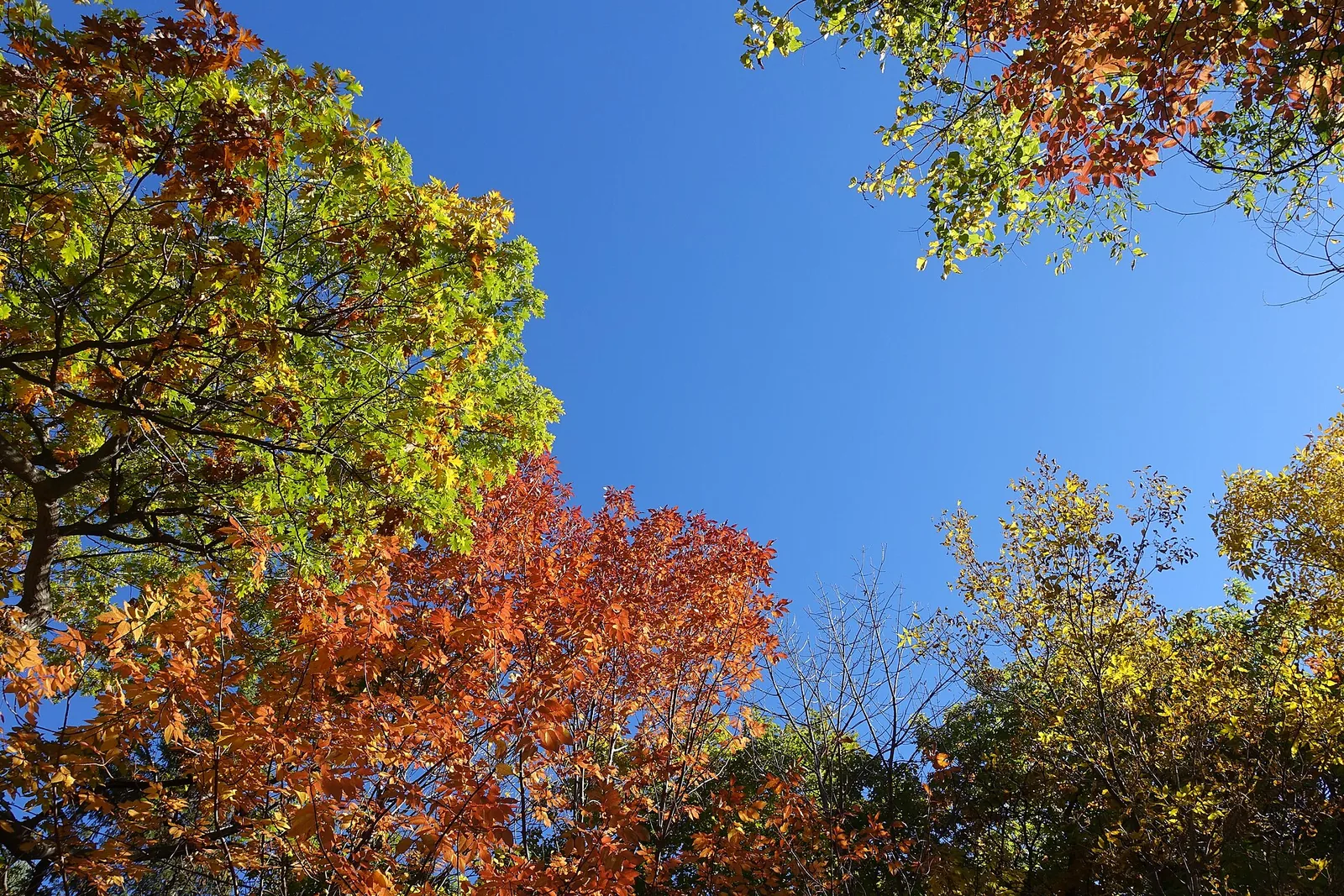 Orange and red maple leaves against a blue sky on Mount Royal in Montreal in autumn