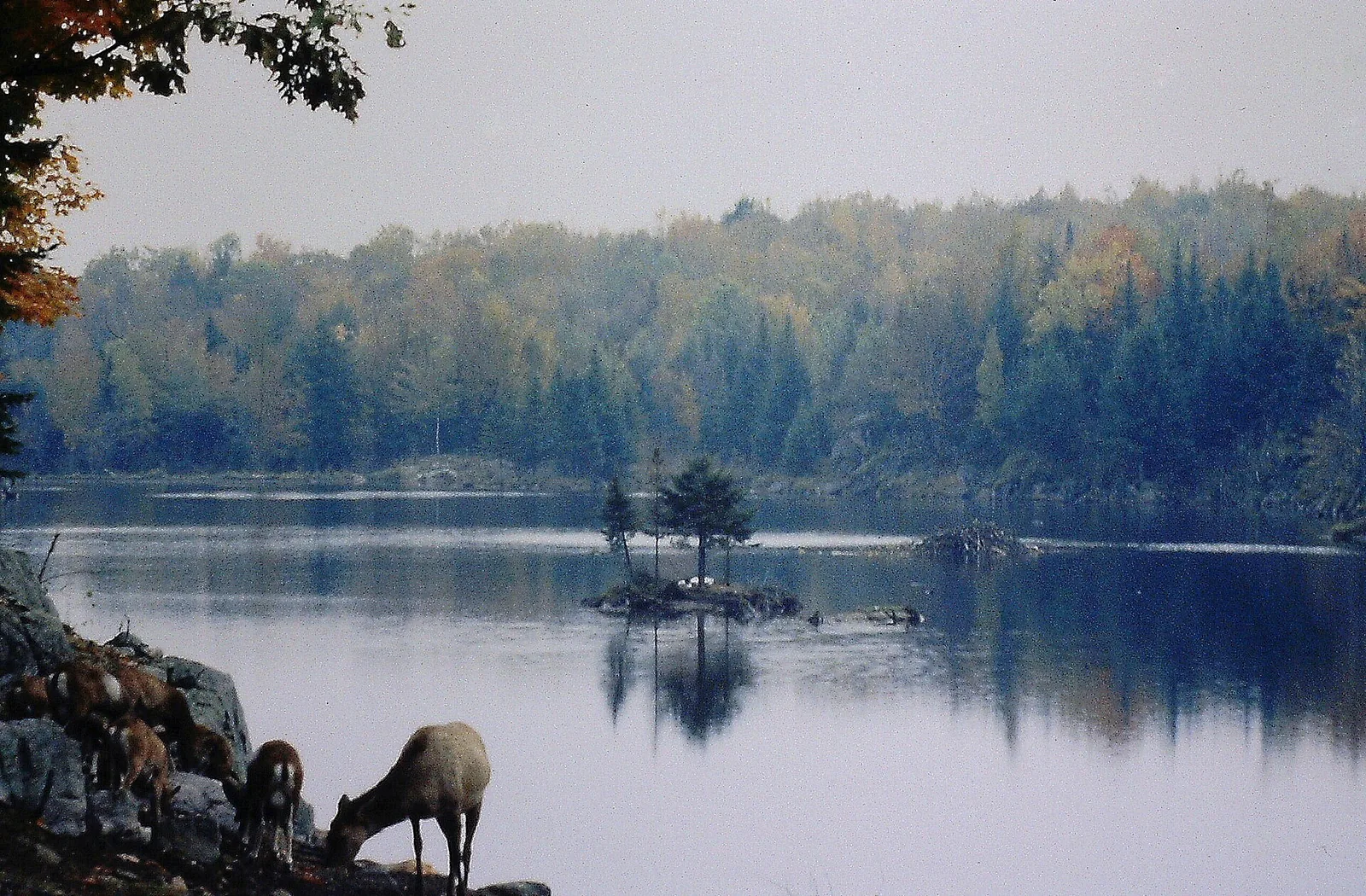Deer drinking at the edge of a lake surrounded by autumn forest at Parc Omega