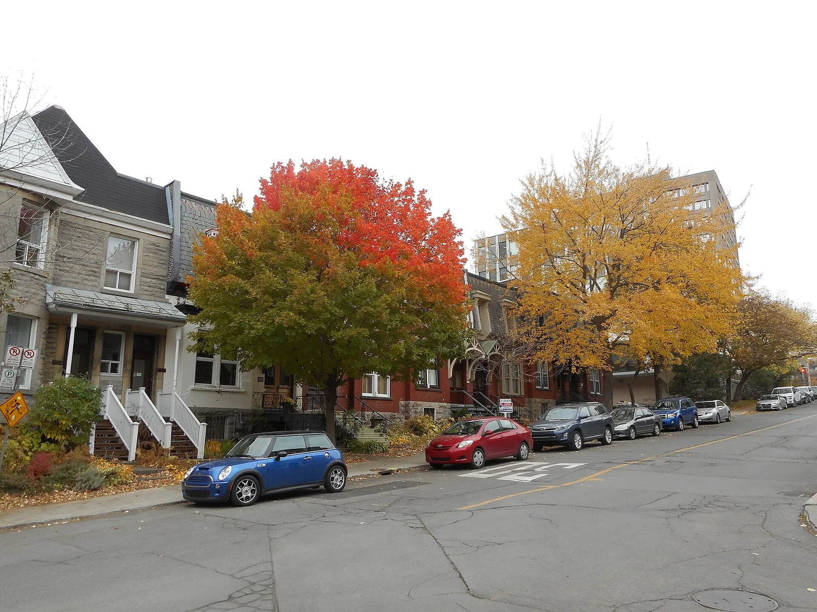 Autumn maples and brick row houses on a residential street near avenue Greene in Westmount